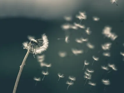 Deixar Estar Para Deixar Ir