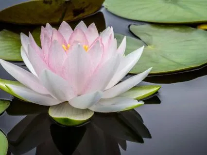 Delete Shame With Self-Kindness