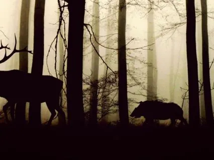 Delicate Breath Music For Meditation