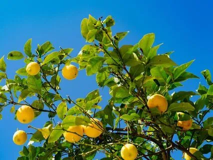 Delicate Citrus Song: A Summer Sound Bath