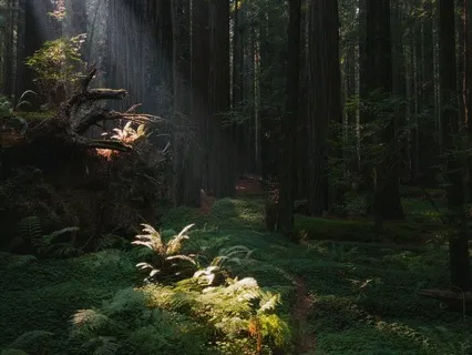 Delicate & Gentle Rainfall For Stress Relief