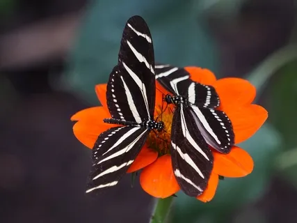 Delicately They Dance