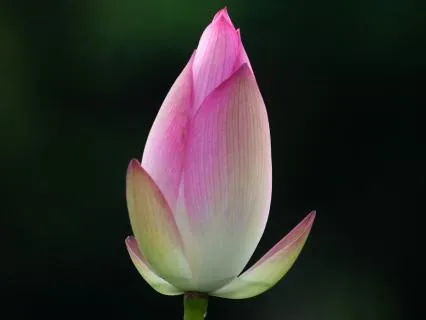 Delight In Your Desire- What You Seek Is Seeking You