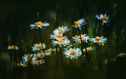 Delta 2 Hz Deep Sleep Spring Meditation Music