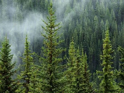 Delta Brain Restore: Binaural Beats for Deep Regeneration