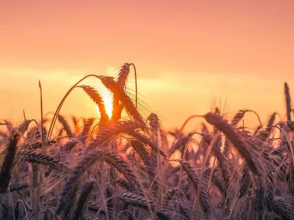 Delta Deep Reset - Inner Stillness