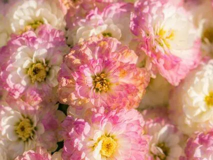 Chakra Activation - Root Chakra