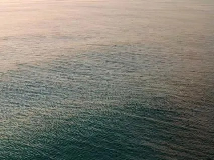 Dolphins Sound Healing | Emotional Release