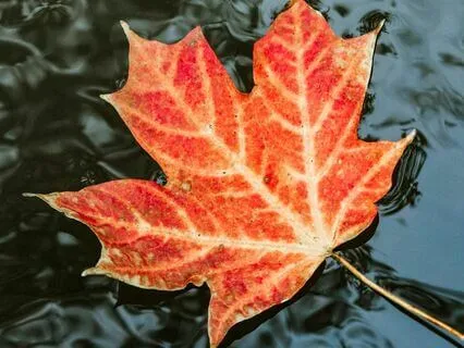 Delta Wave Calming Relaxation