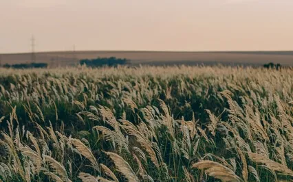 Delta Wave Crickets - 3.2Hz