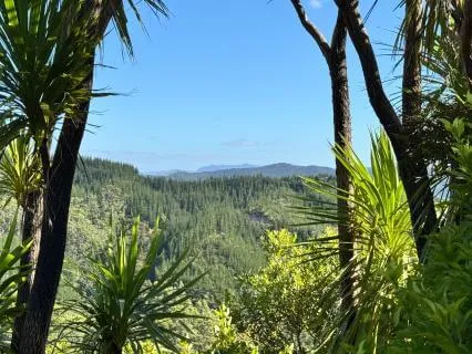 Delta Waves And Forest Bathing Sounds