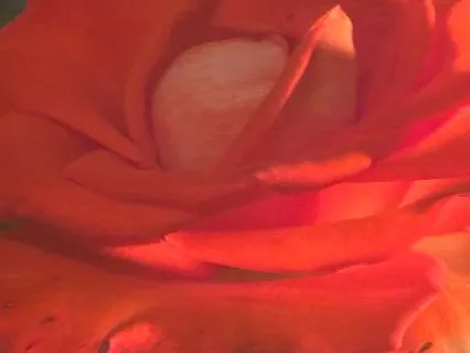 Delving Into The Depths Of Compassion