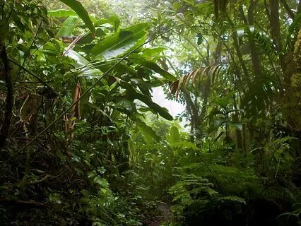 Den Hellige Feminine Skov