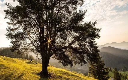 Dependancy: How Can Your Independence Be Enough?