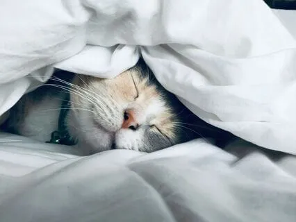 Depp Sleep 32Hz Cello Lullaby