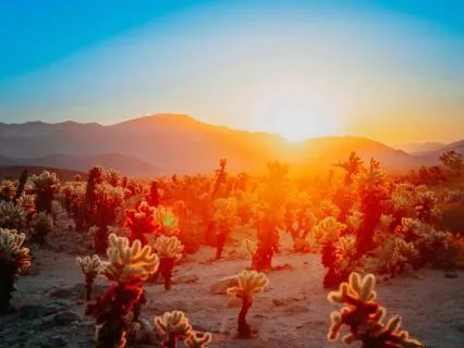 Desert Flower