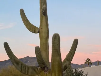 Desert Rain And White Noise - Extended Version