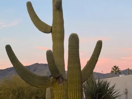 Desert Rain And White Noise