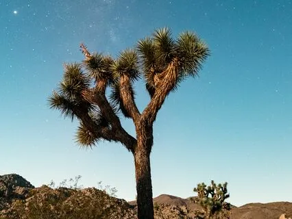 Desert Spirit Plant Guided Visualization