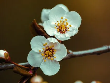 Desh Raga : Relaxing & Calming Mind Exercise