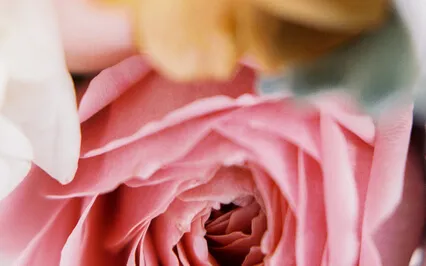 Desiderata - Poem Meditation