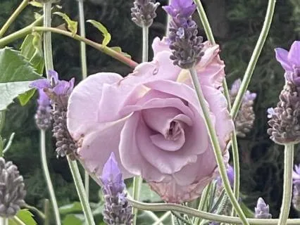 Designed To Be Awake Podcast - Dr. Starchild Speaks: Part 3