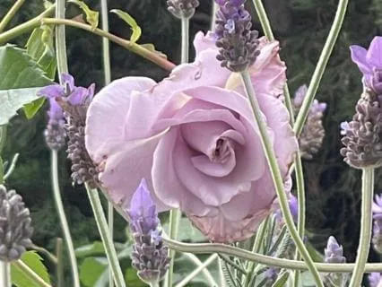 Designed To Be Awake Podcast - Episode 8 - Wandering