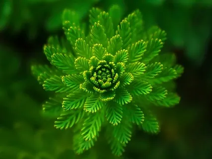 Det Observerande Jaget - ACT