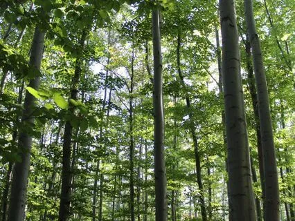 Detaching From Trauma