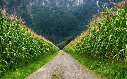 Detox From Negative Thought And Emotions With 741Hz