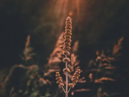 Detox The Outside World & Connect Within