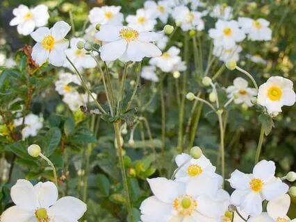 Develop Your Good Heart