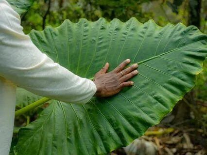 Developing Emotional Intelligence - Meditation Practice