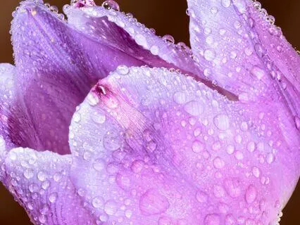 Dewdrops