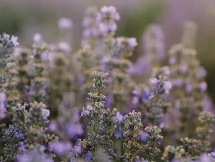 Dewey Morning Meadow