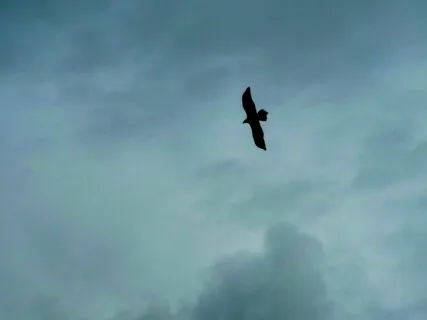 Dhamma Talk:  Thinking And The Choice To Engage Or Disengage 