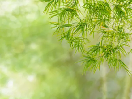 Dhanvantri Mantra - Healing And Medicine Mantra