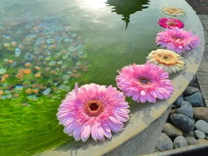 Dharma Talk: Emptiness And Love Given At Kuan Yin Centre Oct 20, 2021