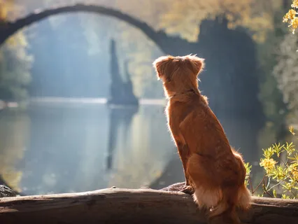 Dharma Talk: Expectations