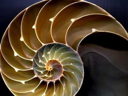 Dharma - The Practice Of Presence