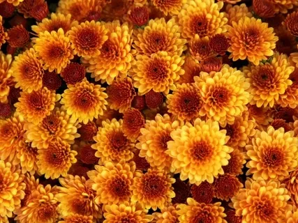 第二チャクラのための瞑想用サウンド