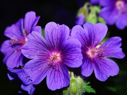 第七チャクラ（クラウンチャクラ）のための瞑想用サウンド