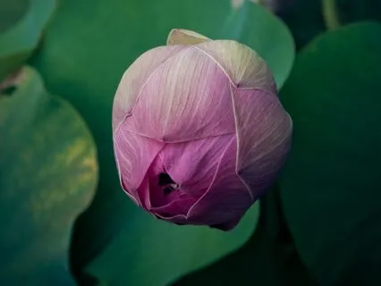 Dialog As Metaphor: A Zen View