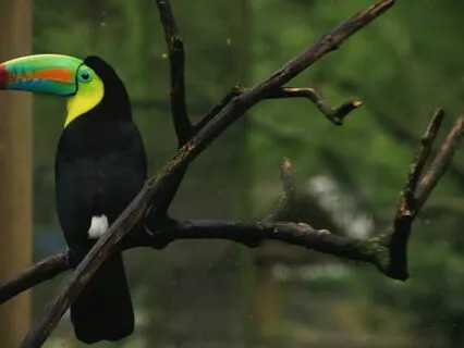 Diamond In The Rough | Positive Mood Jazz Piano Lofi Beats