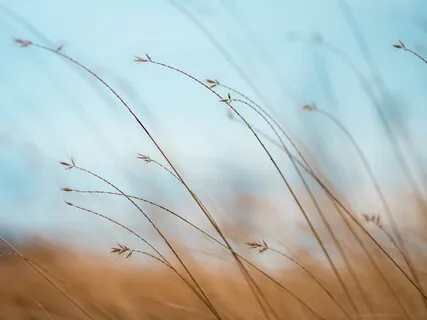 Diaphragmatic Breathing Meditation