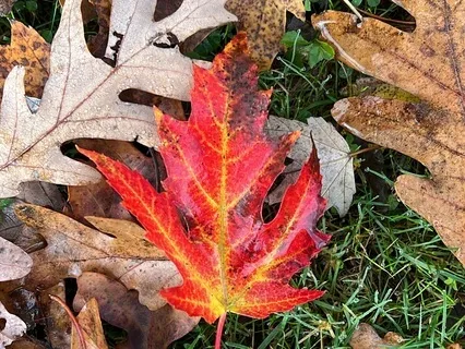 Didgeridoo Heart Opening Meditation In Fm (68 BPM)