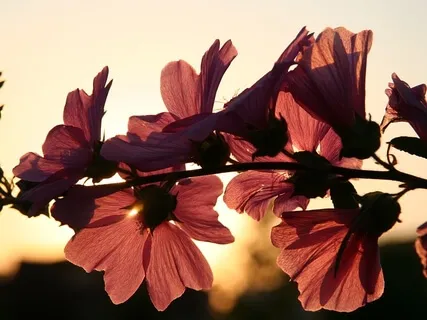 Didgeridoo Sound Healing
