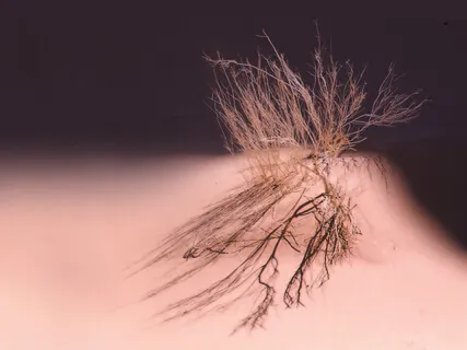 Flöten - Die Quelle