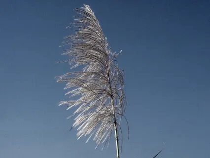 День 19. Практика Сфокусированное Внимание 