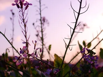 День 22. Практика Сфокусированное Внимание